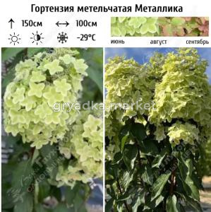 Гортензия метельчатая Металлика С7,5 ГлХ 