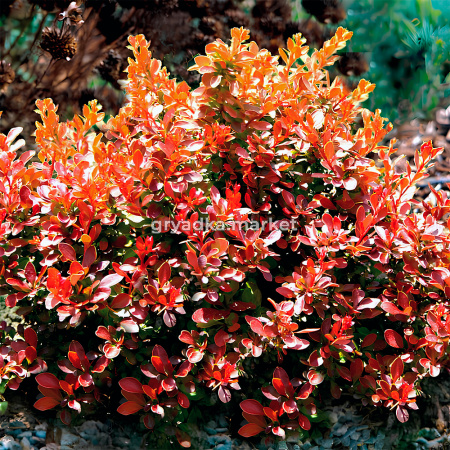 Барбарис тунберга Адмирейшен C 3 20-30 1