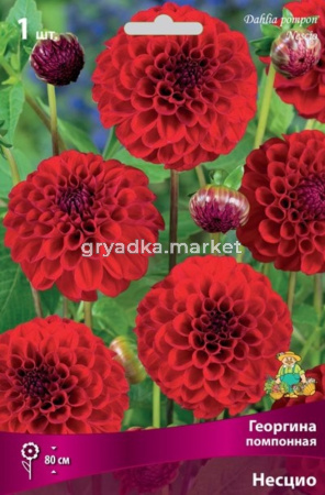 Георгина помпонная Несцио (махровый, красный, диаметр цветка 6 см, устойчив к неблагоприятн, 1шт, I)