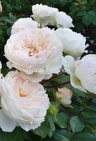 Роза Стефани Баронин цу Гуттенберг флорибунда 1шт (БиоМастер)