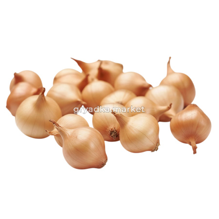 Лук-севок Штуттгартер Ризен