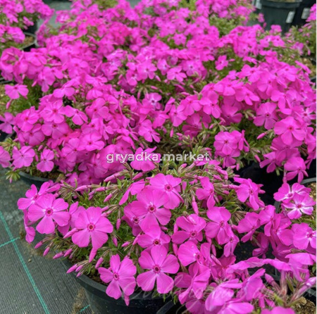 Флокс шиловидный 