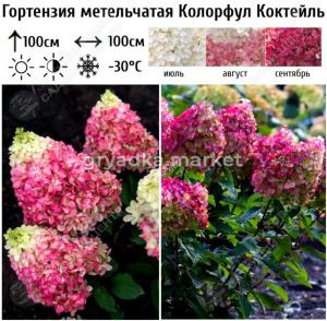 Гортензия метельчатая Колорфул Коктейль С3 (Самарский Питомник)