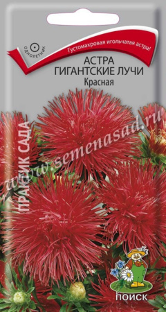 Астра Гигантские лучи Красная (ЦВ) (