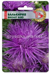 Астра Валькирия селект Виолет Блю китайская 30шт Одн 70см (Биотехника)