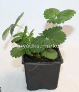 Земляника ремонтантная Эви-2 p9 Lav