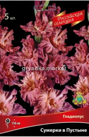 Гладиолус Сумерки в Пустыне (палево-коричневый с легкой фиолетовой дымкой, 5шт, 12+)