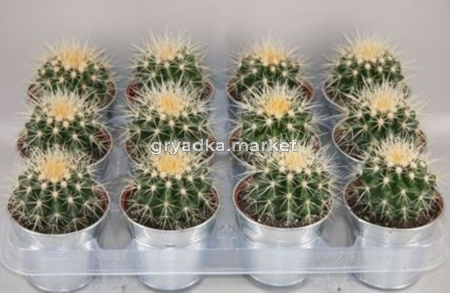 Эхинокактус Грузони С9,5 Н10