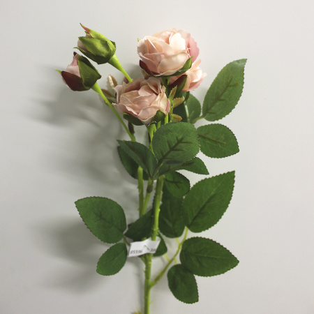 00000185596.2 00000185596.2