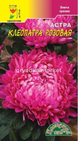 Астра Клеопатра Розовая Цвет.сад.