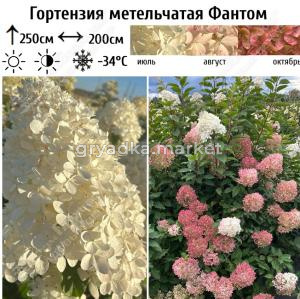 Скриншот 28-08-2026 092929