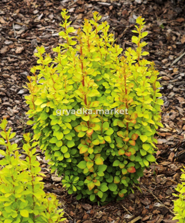 Барбарис Тунберга (Berberis thunbergii Golden Rocket) C3 Н30 - 40
