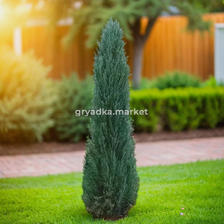 Можжевельник скальный Блю Эрроу C 7,5 100-120 1