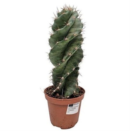 Цереус Форбеси Спиралис 10см Цереус Форбеси Спиралис 10см