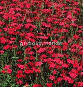 Гвоздика травянка Brilliancy, С3 (Питомник Малахит)