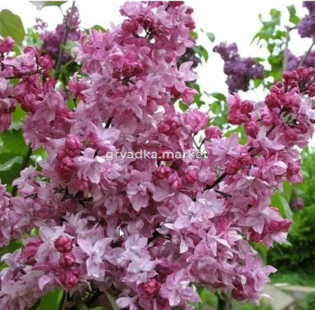 Сирень обыкновенная Олимпиада Колесникова с3