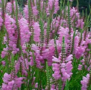 Физостегия виргинская Пинк Маннерс, С3