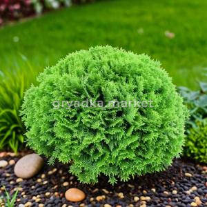 Туя западная Даника C 7,5 30-40 1