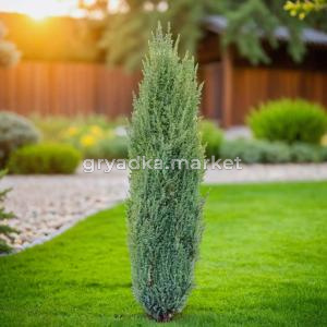 Можжевельник обыкновенный Арнольд C 7,5 100-120 1