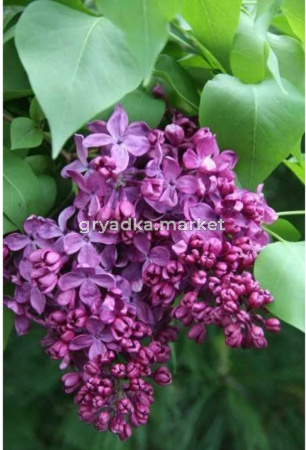 Сирень обыкновенная Индия с3