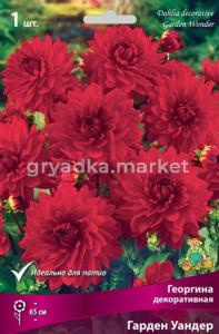 Георгина декоративная Гарден Уандер