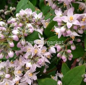 Дейция гибридная Распберри Сандей С3 ГлХ