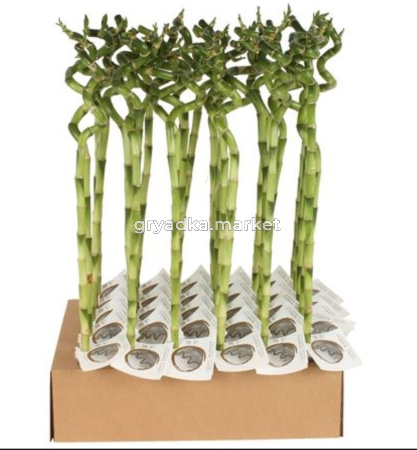 Драцена Лаки бамбук спиральный С5 Н60