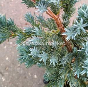 Можжевельник чешуйчатый Мейери v2 Lav