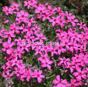 Флокс шиловидный Скарлет Флейм (Лавандовая ферма)