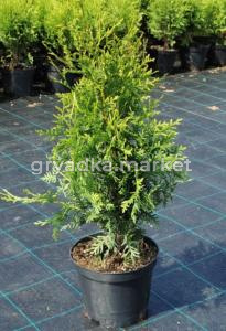 Туя западная Брабант (Thuja occ. Brabant  С3)