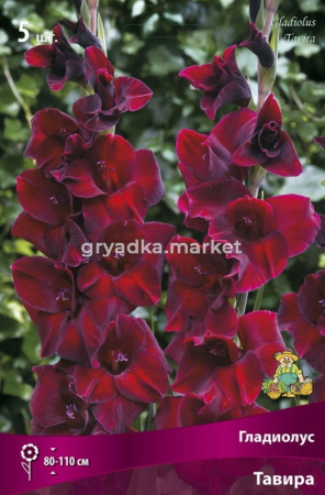 Гладиолус крупноцветковый Тавира (бархатисто-красный с темным бордовым краем, 5шт, 12-14)
