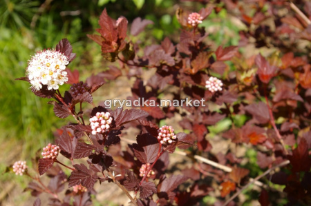 Пузыреплодник калинолистный (Physocarpus opulifolius SUMMER WINE Seward PBR) C3 Н40 - 60