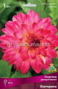 Георгина декоративная Екатерина (розово-вишневый, более тёмный на кончиках лепестков и в це, 1шт, I)