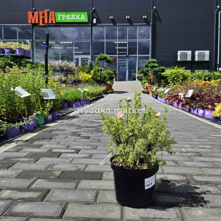 Лапчатка кустарниковая Беллиссима