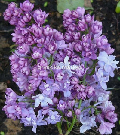 Скриншот 21-04-2026 131959