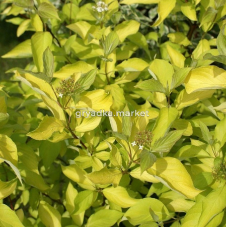 Дерен белый Ауреа с3 (Никитенко)