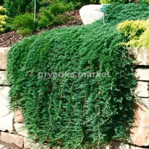 Можжевельник горизонтальный Вилтони C 7,5 30-40 1