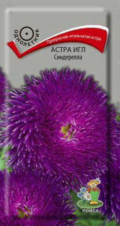 Астра игл Синдерелла (ЦВ) (