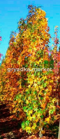 Скриншот 21-04-2026 111516