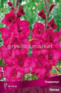 Гладиолус крупноцветковый Натан 10шт (пурпурный окрас, 10-12)