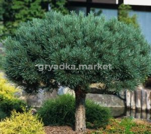 Скриншот 21-04-2026 114652