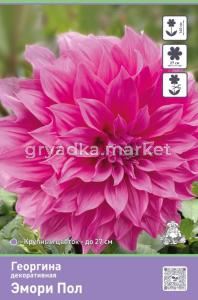Георгина декоративная Эмори Пол 1шт (пурпурный, 140см)