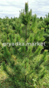 Сосна кедровая 150-180 см