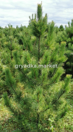 Сосна кедровая 150-180 см