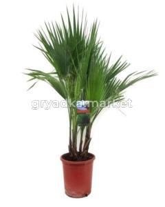 Вашингтония Робуста, кор. (D-21; H-110)