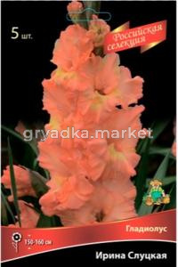 Гладиолус крупноцветковый Ирина Слуцкая 5шт (ярко оранжевый с желто малиновым гором)