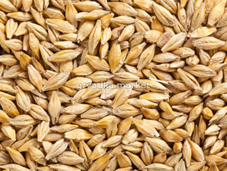 Ячмень 25кг -ПОДХОДИТ ДЛЯ ОСЕННЕНЕГО ПОСЕВА-зеленое удобрение, ценная кормовая культура