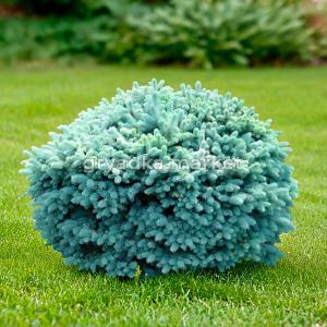 Ель колючая Глаука Глобоза C7,5 1