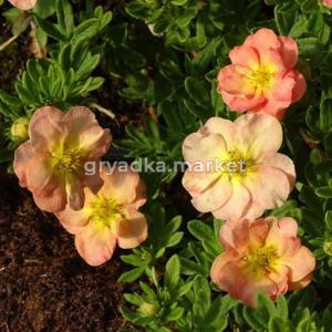 Лапчатка кустарниковая Белла Эппл (Сем Алт) (цветки белые с желтыми тычинками, 1шт)