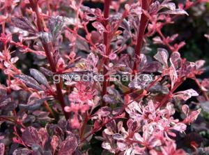 Барбарис Тунберга Арлекин C3 Н20 - 40см